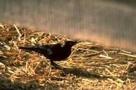 Brewer's blackbird