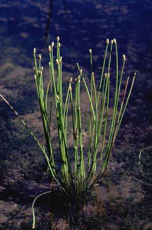 Mature plant showing long, narrow, cylindrical stems with small egg-shaped flower heads; . Credit: Jack Kelly Clark
