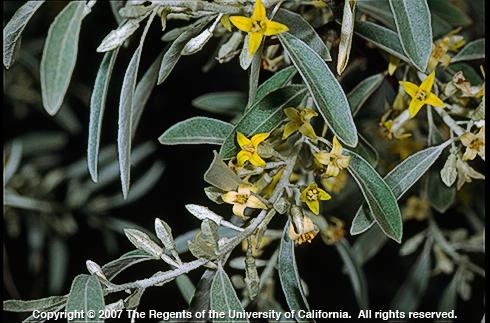 Russian-olive, <I>Elaeagnus angustifolia,</I> in flower.  