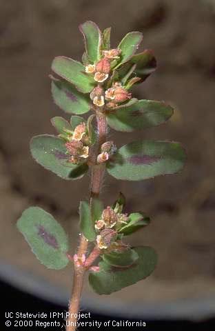 Spotted spurge flowers and leaf spots.