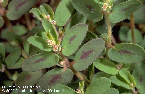 Spotted spurge flowers and leaf spots.