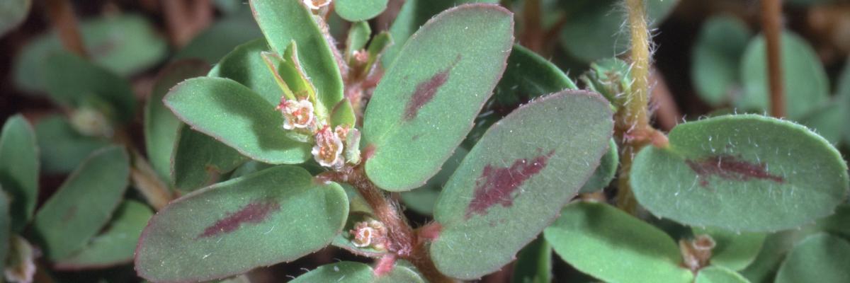  Plant with tiny white and red flowers and red leaf spots. Credit: Jack Kelly Clark, UC IPM
