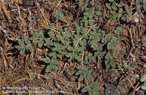 Mature plant of prostrate spurge (spotted spurge).