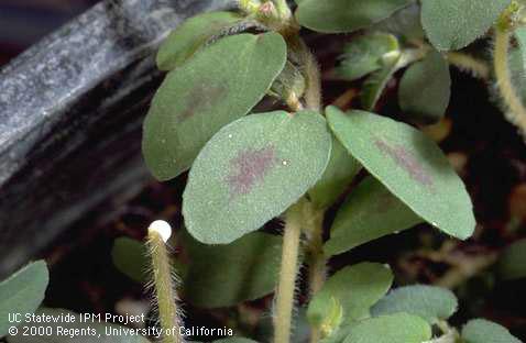 Spotted spurge with red leaf spots and a broken stem exuding milky sap.