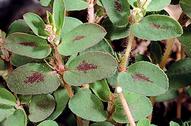 Spotted spurge