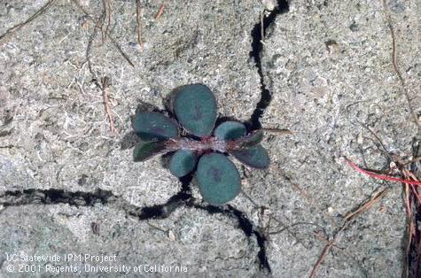 Seedling of spotted spurge, prostrate spotted spurge.