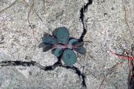 Spotted spurge seedling.