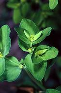 Petty spurge