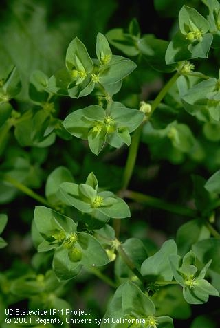 Mature plant of petty spurge.