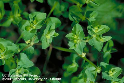 Petty spurge