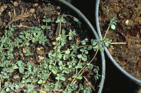 Creeping spurge infesting a field-grown container plant.