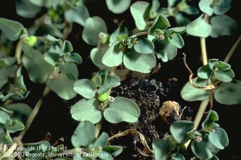 Creeping spurge infesting a field-grown container plant.