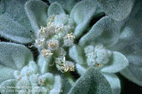 Flowers covered with hairs showing anthers and filaments; . Credit: Jack Kelly Clark
