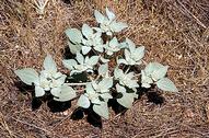 Turkey mullein