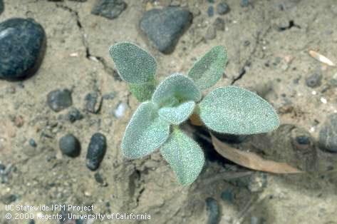 Seedling of turkey mullein.