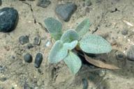 Turkey mullein