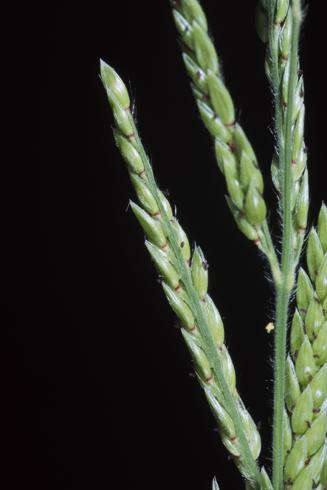 Spikelets of southwestern cupgrass, Eriochloa acuminata    Credit: Joseph M. DiTomaso