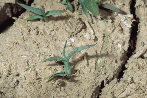 Seedling of junglerice, <I>Echinochloa colona.</I>  .