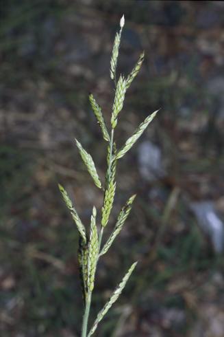 Inflorescence of prairie cupgrass, Eriochloa contracta    Credit: Joseph M. DiTomaso