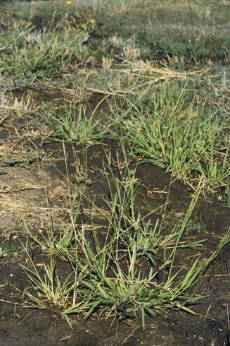 Prairie cupgrass, <I>Eriochloa contracta</I>  .
