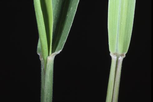 Collar region of prairie cupgrass, Eriochloa contracta    Credit: Joseph M. DiTomaso