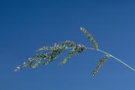 Flower of barnyardgrass