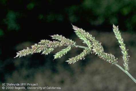 Flower head of late biotype showing short awns, large seeds and droopiness; . Credit: Jack Kelly Clark