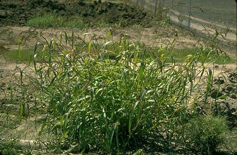 Mature plant of barnyardgrass.