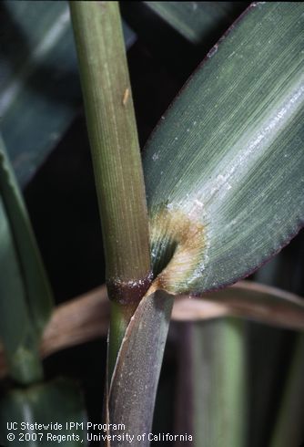 Collar region showing absence of ligules; . Credit: Jack Kelly Clark