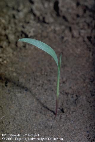 Seedling of barnyardgrass.