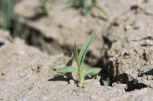 Seedling of prairie cupgrass, <I>Eriochloa gracilis.</I>  .