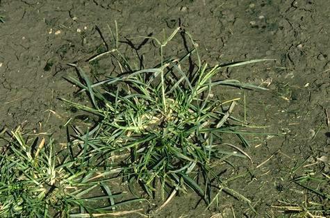 A mature goosegrass plant.