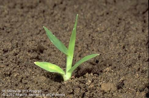 Seedling of goosegrass, <I>Eleusine indica,</I> at the four-leaf stage. 