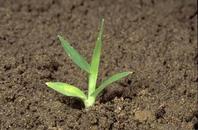 Seedling of goosegrass