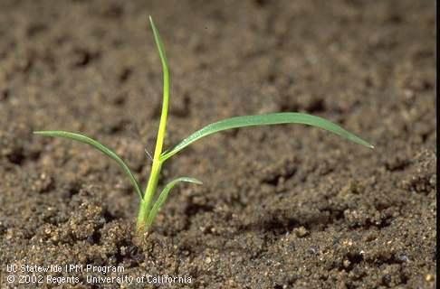 Seedling of lovegrass, <I>Eragrostis</I> sp., at the four-leaf stage. 