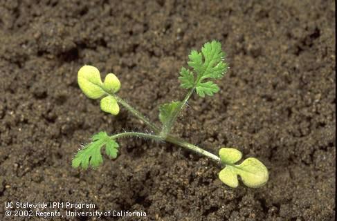 Seedling of redstem filaree, <I>Erodium cicutarium,</I> at the two-leaf stage. 