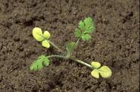 Seedling of redstem 
				filaree, Erodium cicutarium, at the two-leaf stage.