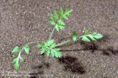 Seedling of whitestem filaree.