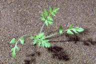 Whitestem filaree seedling.