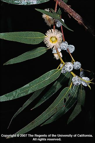 Tasmanian blue gum, <I>Eucalyptus globulus,</I> flowering branch.  