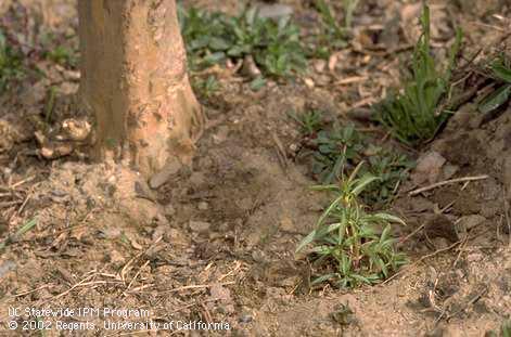 Tall annual willowherb (panicle-leaf willowherb), <i>Epilobium brachycarpum,</i> and sowthistle, <i>Sonchus oleraceus,</i> growing around a landscape tree.