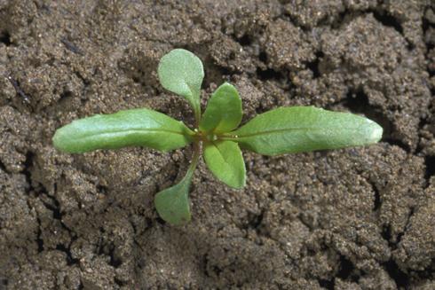 Seedling of tall annual willowherb (panicle-leaf willowherb), <i>Epilobium brachycarpum,</i> at the four-leaf stage.