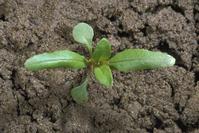 Seedling of panicle-leaf willowherb, Epilobium brachycarpum, at the four-leaf stage.