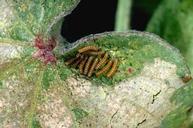 Early instar larvae of saltmarsh caterpillar.