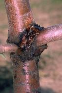 American plum borer damage.