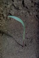 Seedling of barnyardgrass, Echinochloa crus-galli.