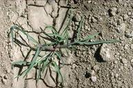 Young barnyardgrass plant.