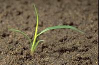 Seedling of foxtail barley, Hordeum jubatum.