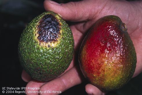 Avocado fruit with a black and yellow lesion from wildland fire (left) and fruit with black, red, and yellow discoloration from sunburn (right). 