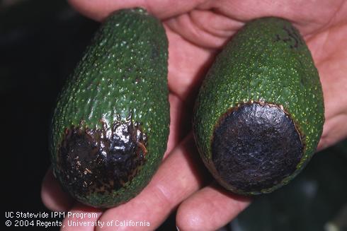 Avocado fruit with black lesions caused by a wildland fire.  